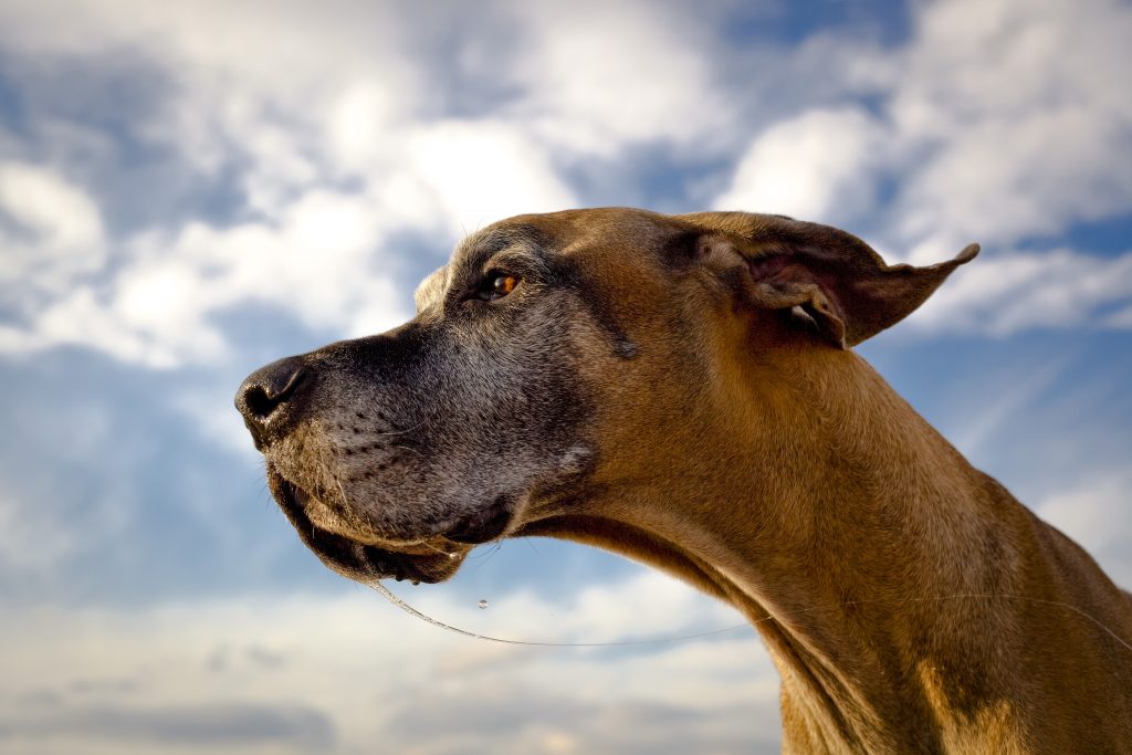 A greyhound in profile