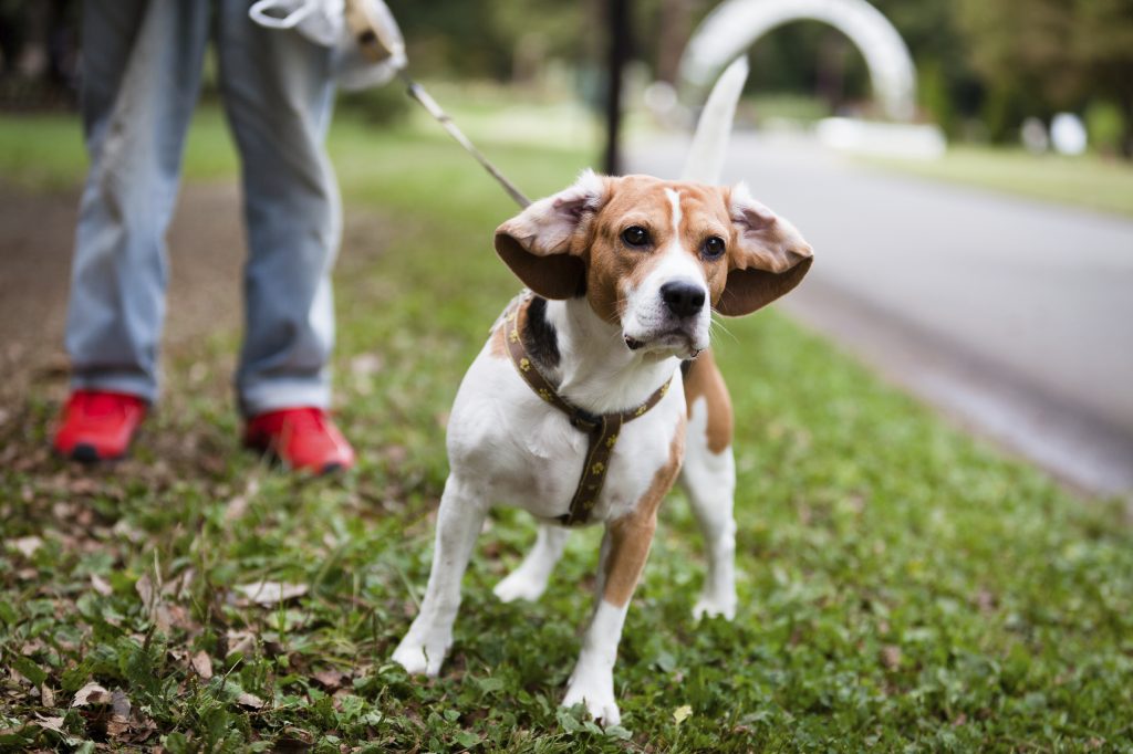 why does my dog poop while walking