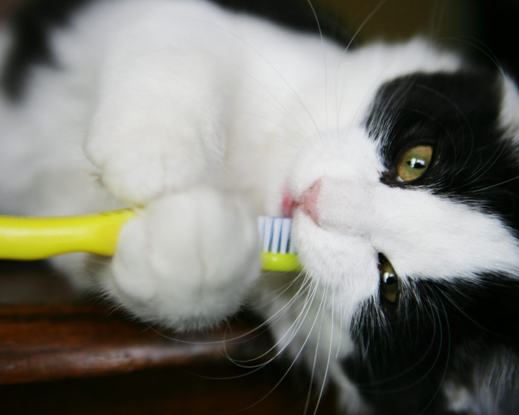 A black and white cat chewing a toothbrush