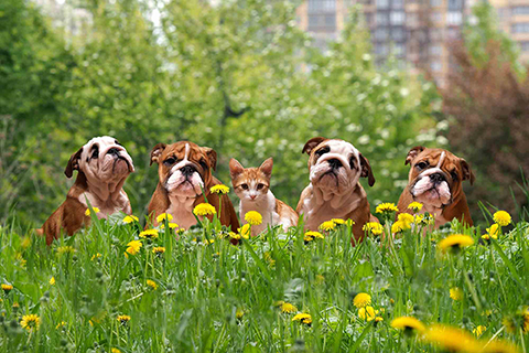 The Principles of Dog Park Etiquette Arlington Animal Hospital