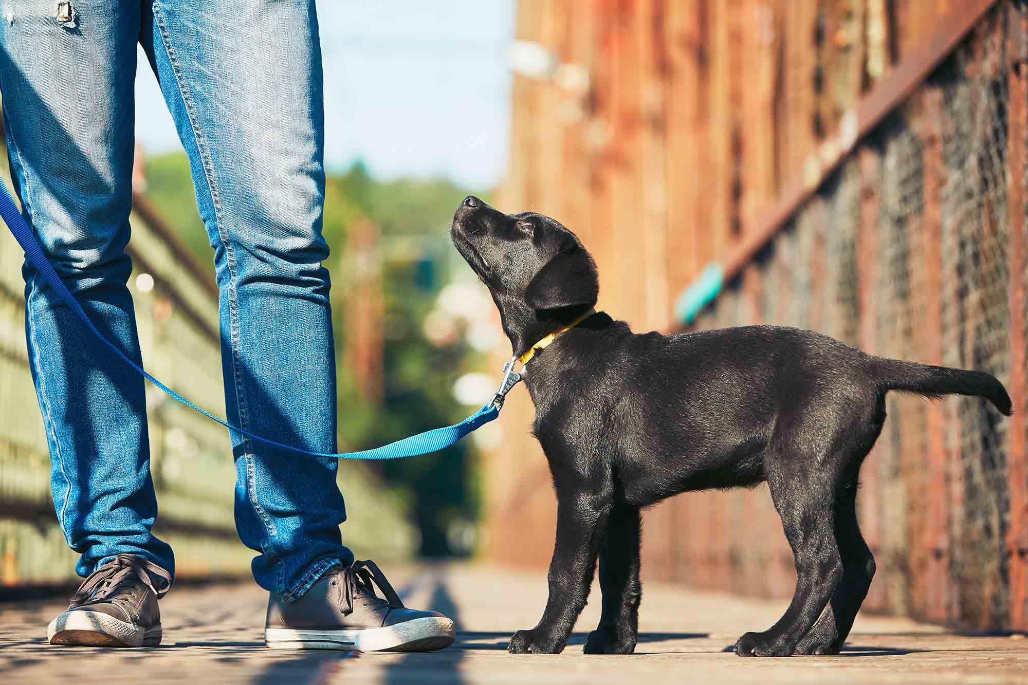 dog on leash in arlington va