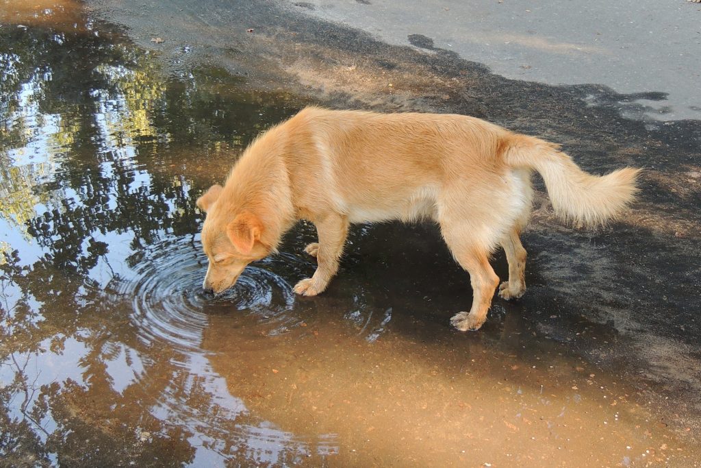 Leptospirosis: Is There a Risk to Your Dog? | Arlington Animal Hospital