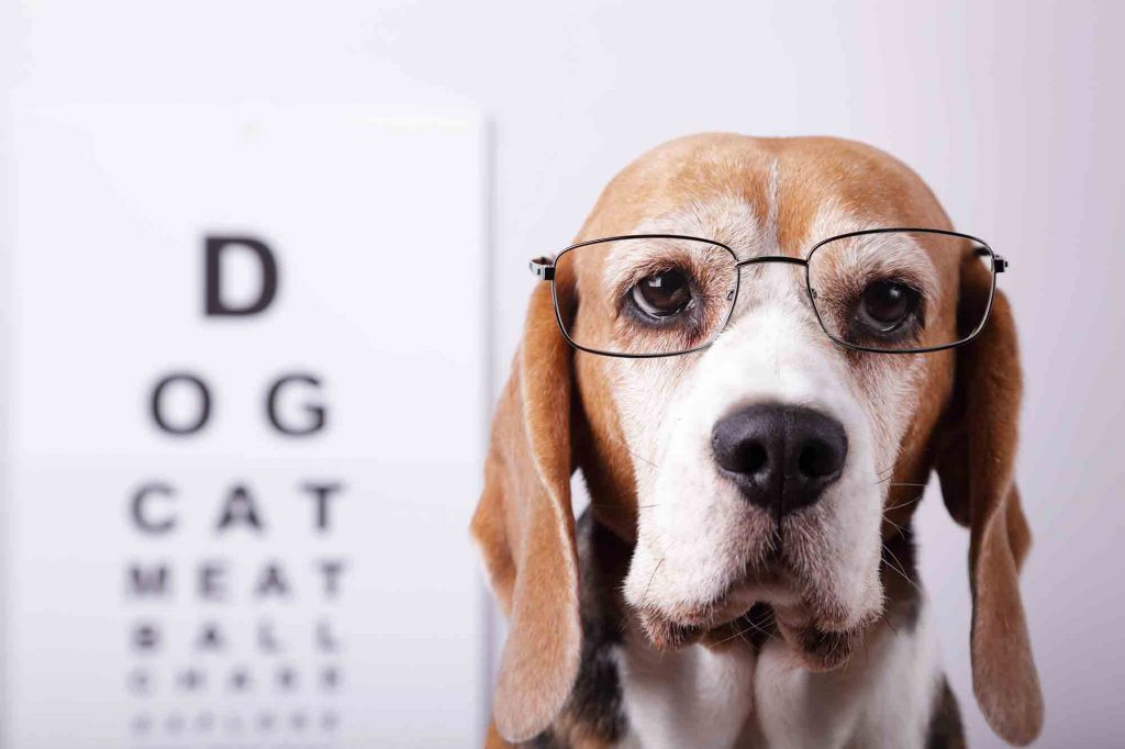 pet eye health