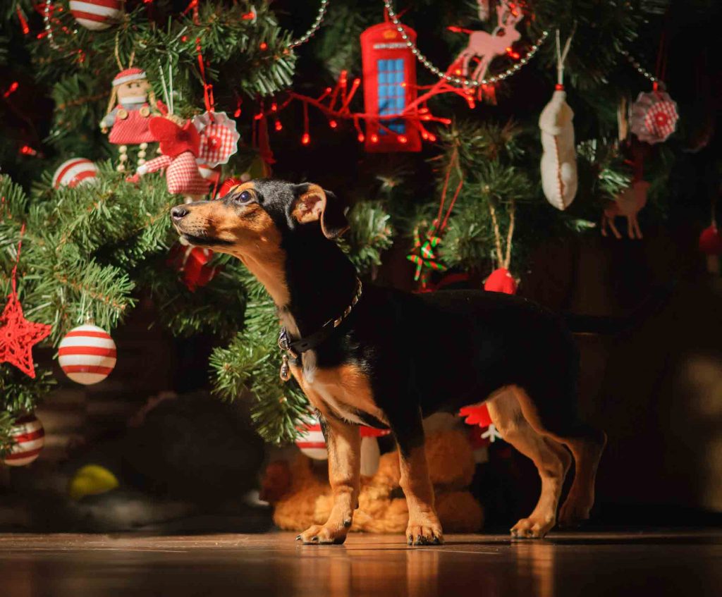 holiday pet safety