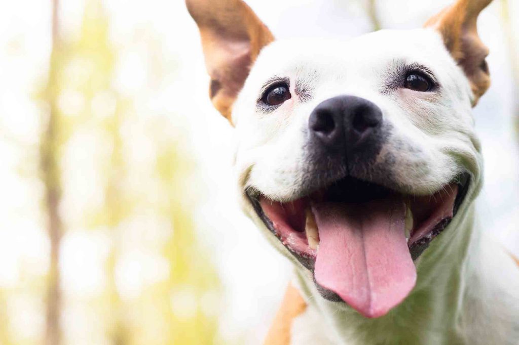 resolutions for pet owners