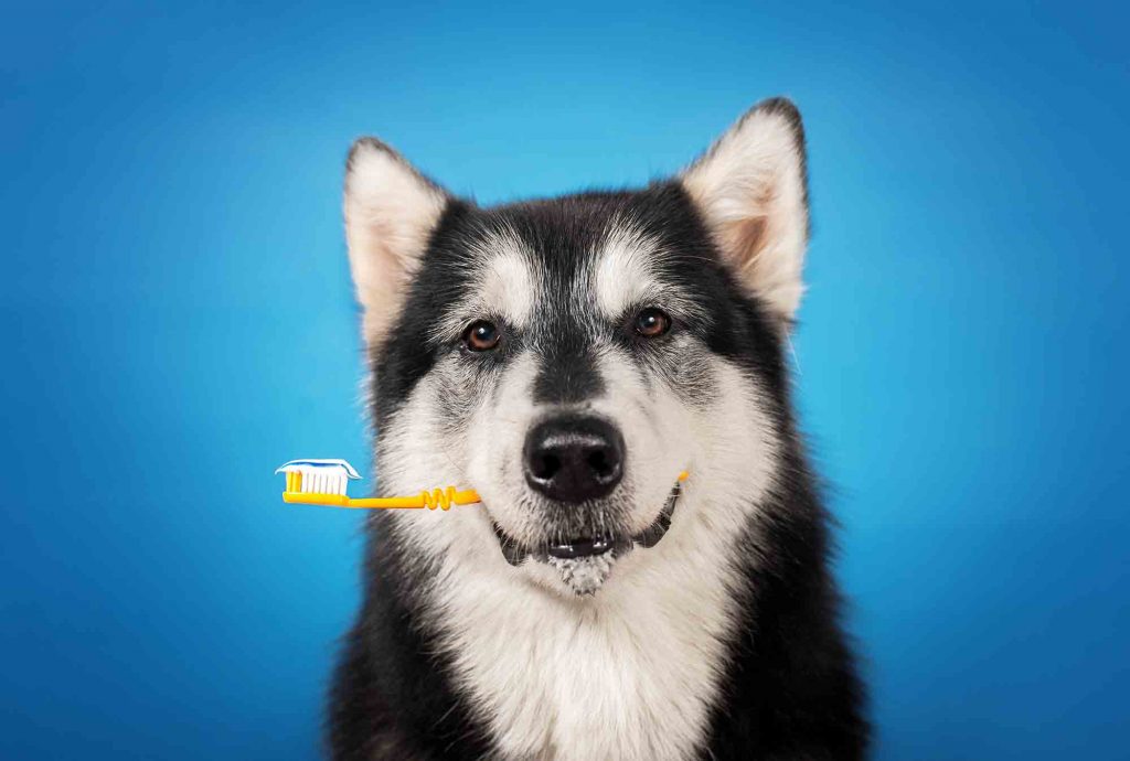 A husky holding a toothbrush