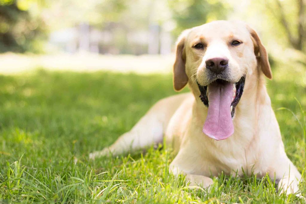 Heat stroke in pets is a serious threat to pet health 