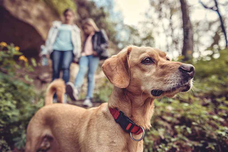 Dog friendly Arlington hikes can be great pet exercise