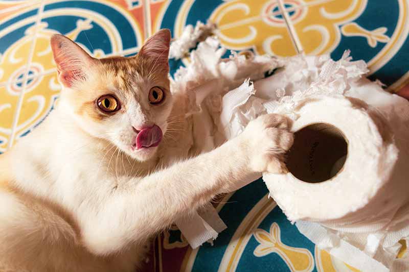 Cat behaviors don't always make sense. Why are cats weird?