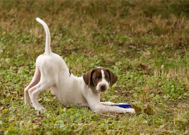 dog body language