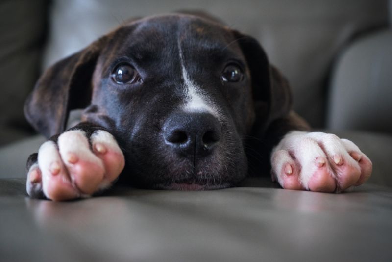 puppy laying down 