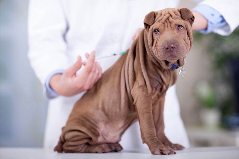 A puppy gets a vaccine