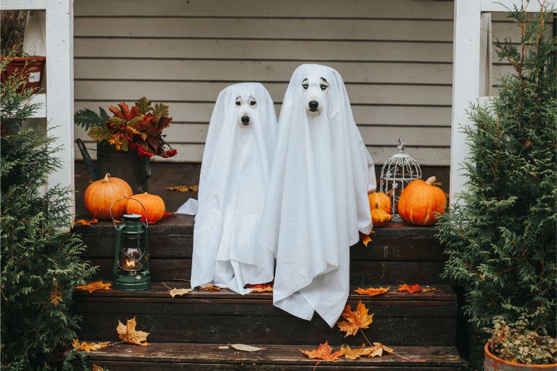 Two dogs wearing white sheets are dressed as ghosts as they sit on a porch decorated for Halloween.