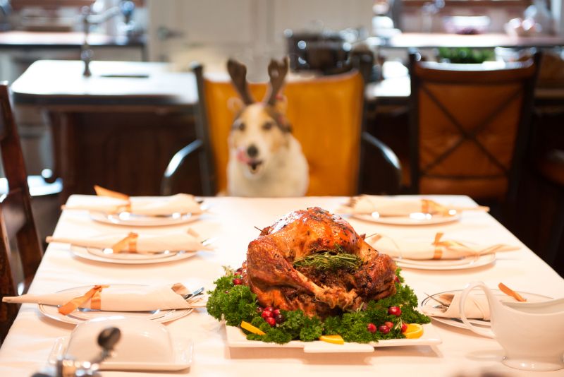 dog at holiday dinner table