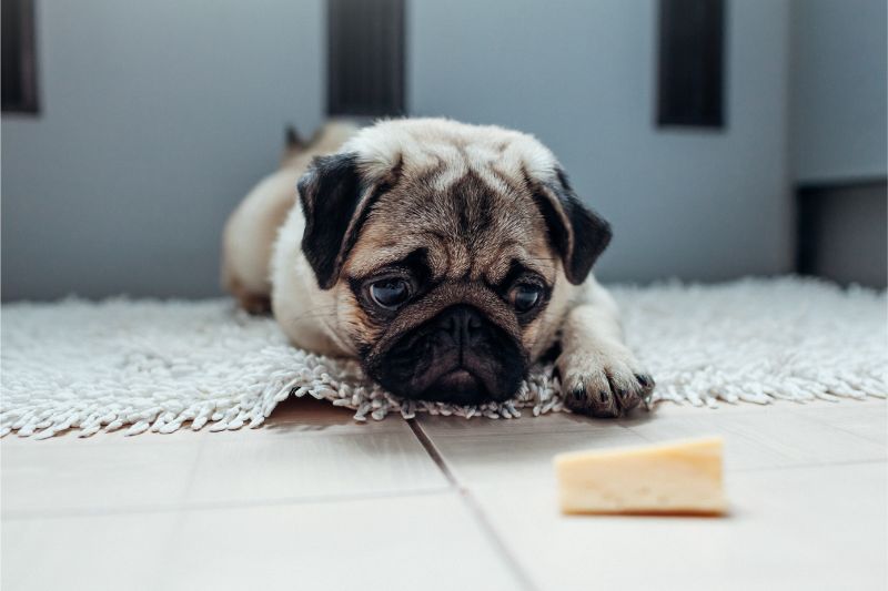 dog looking at cheese 