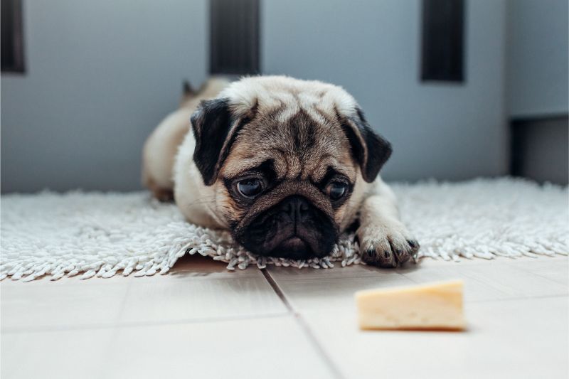 dog looking at cheese