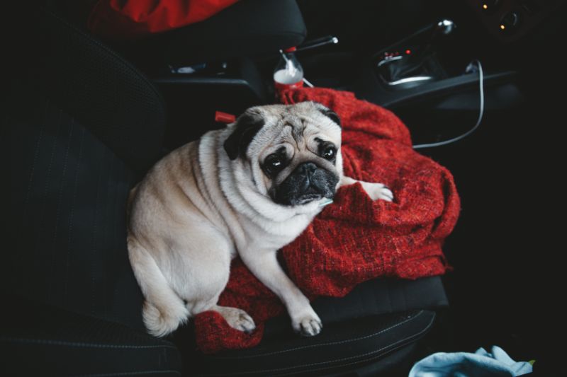 dog sitting in car