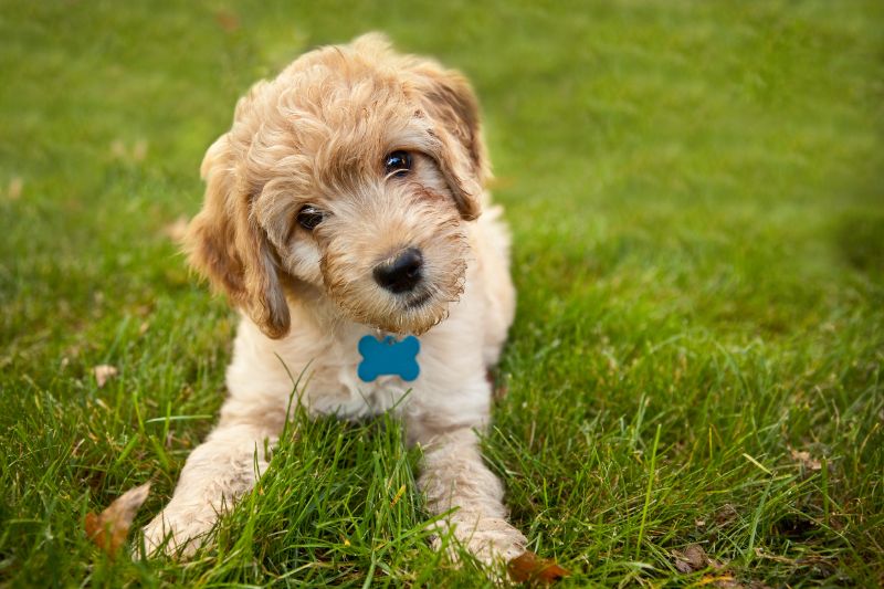 puppy in grass