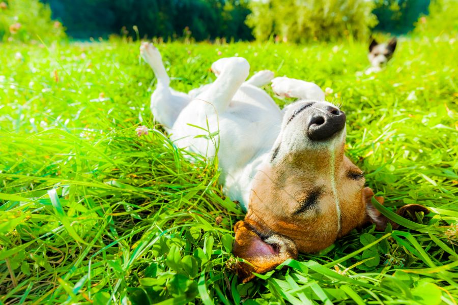 dog laying in grass