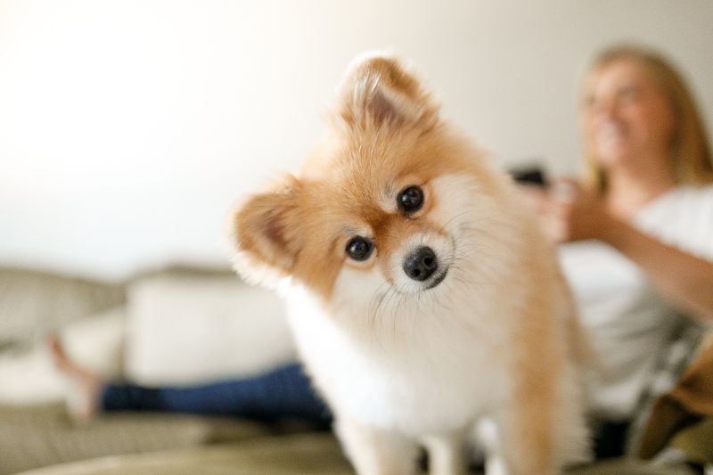 dog ditting on couch with owner