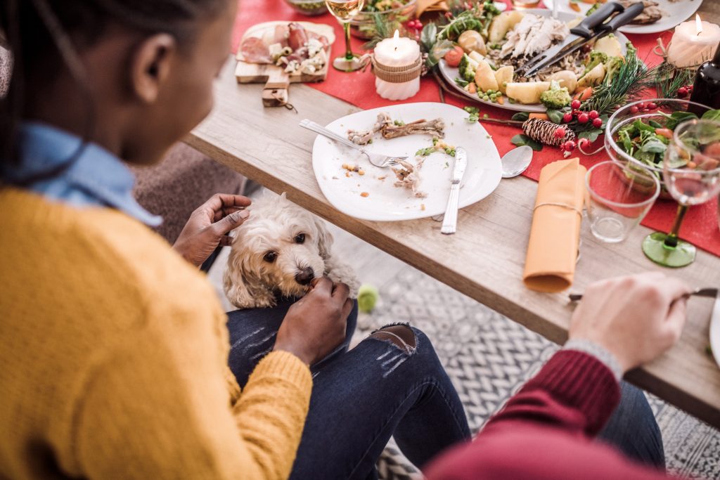 dog under Thanksgiving table