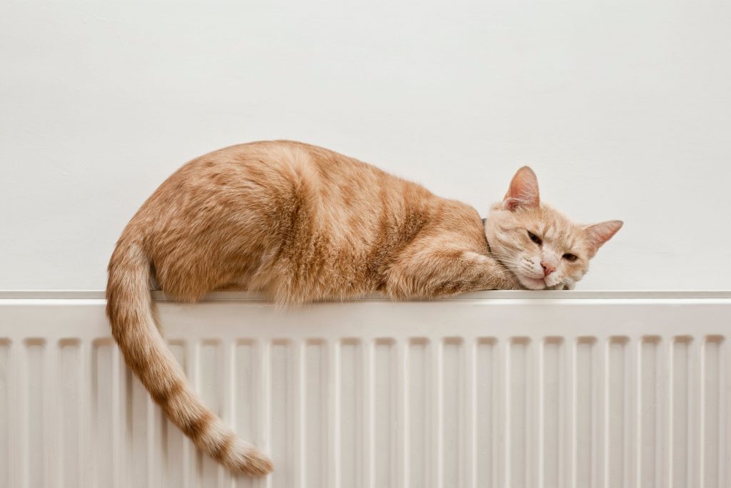 When It Comes to Feline Body Language, Look at the Tail | Arlington