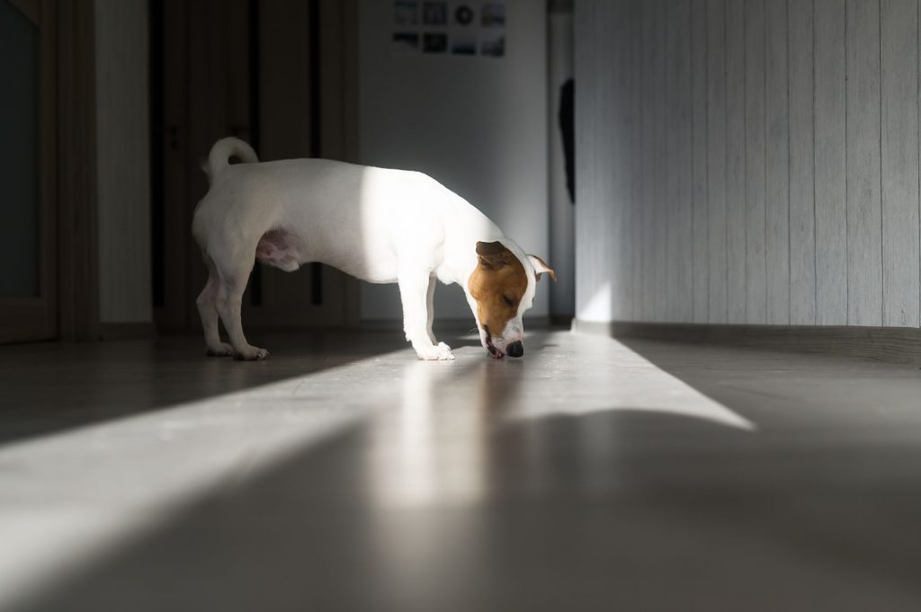 A terrier sniffing the floor