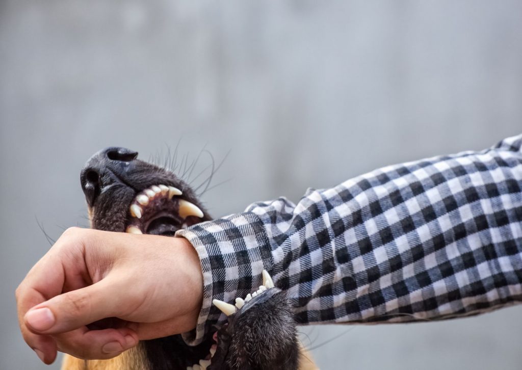 Dog biting owners arm.