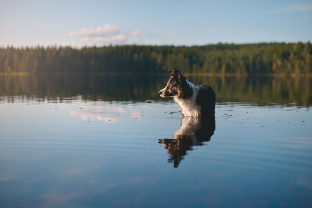 Dog water safety.