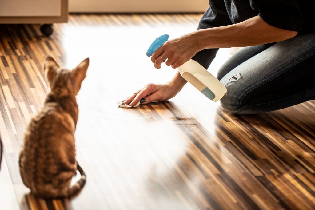 Owner cleaning cat urine.