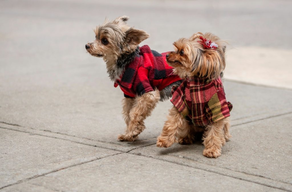 Dogs with coats.