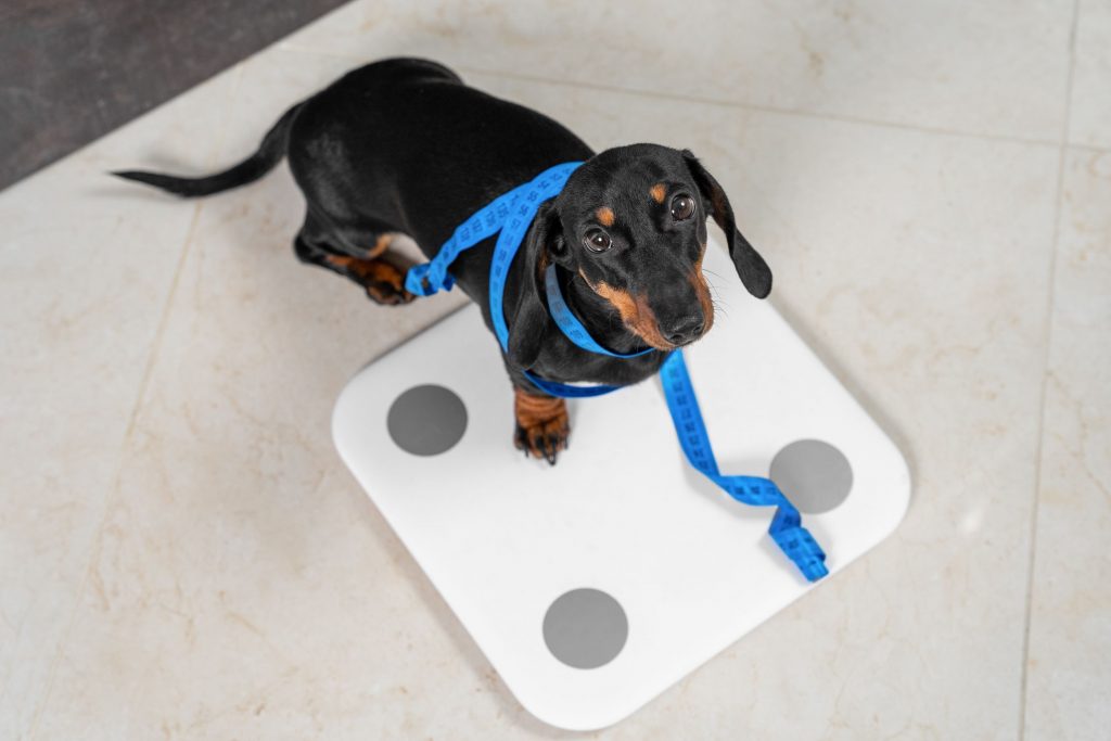 Dog weight management.
