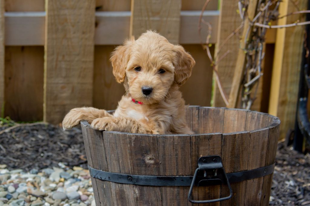 goldendoodle puppy