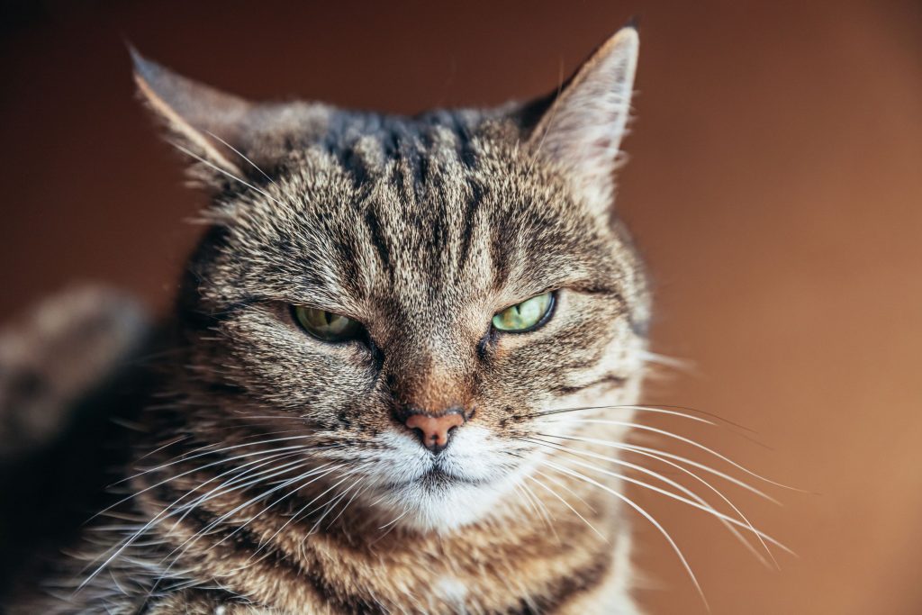senior cat care.