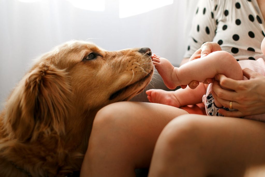 Dogs and babies.