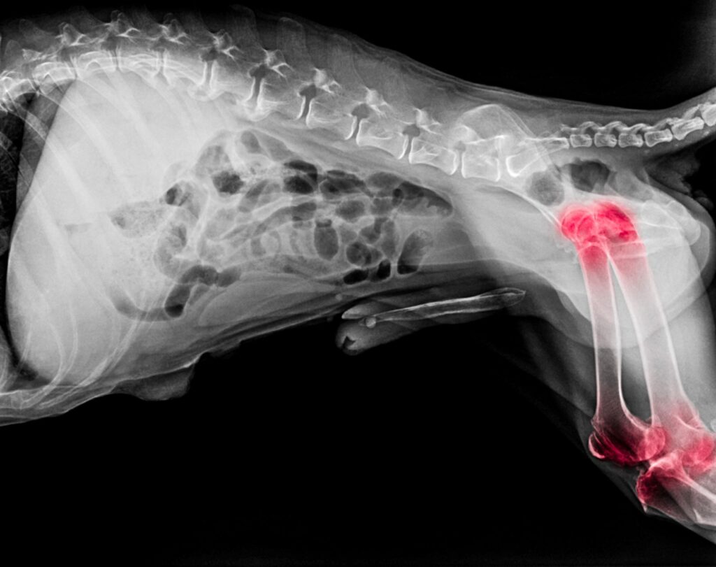 canine hip dysplasia