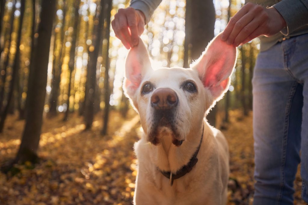 deaf pet.