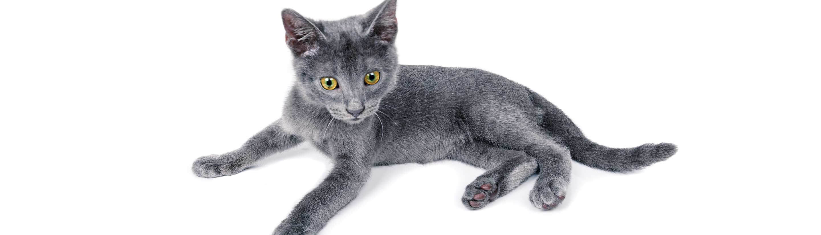Gray Cat