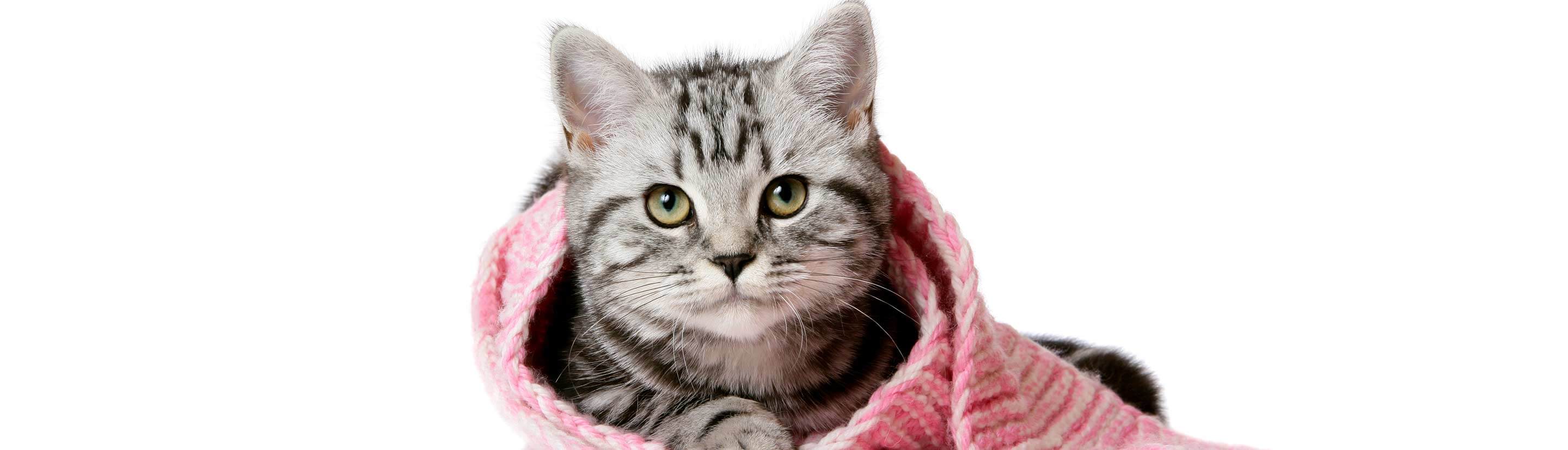 Gray Kitten Wrapped in Pink Knitted Blanket