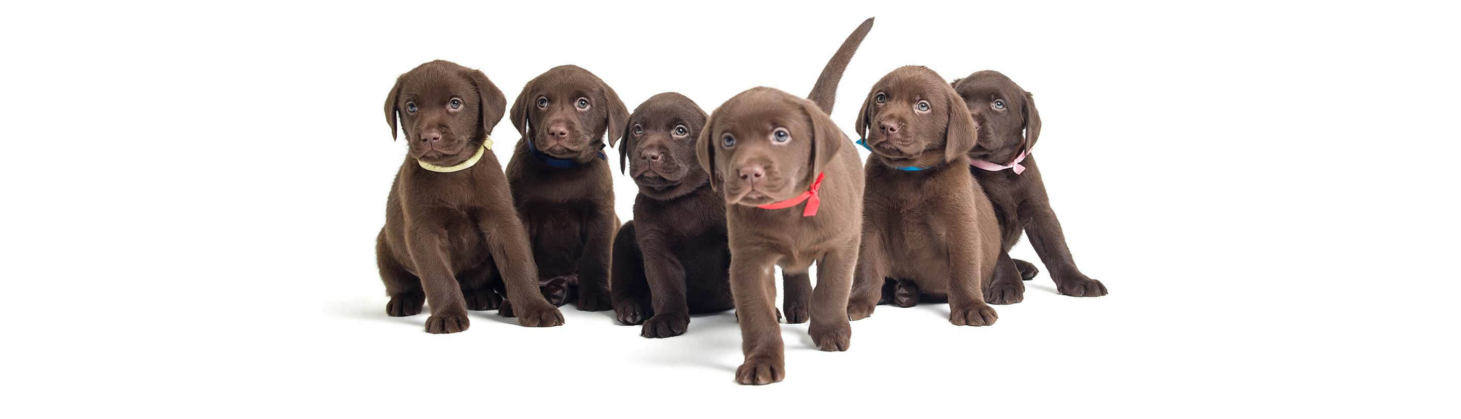 Beautiful Chocolate Lab Puppies