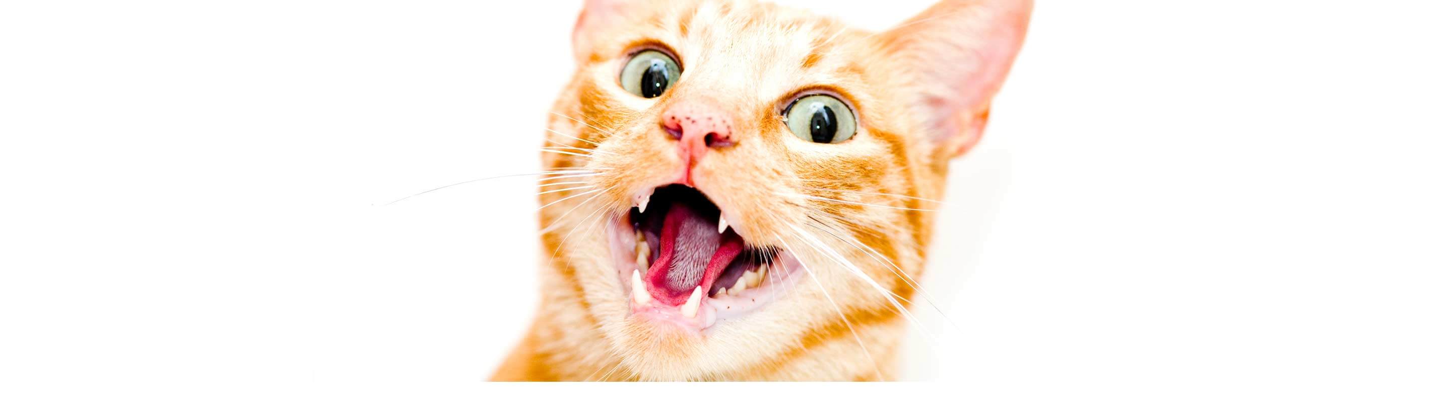Cat Smiling