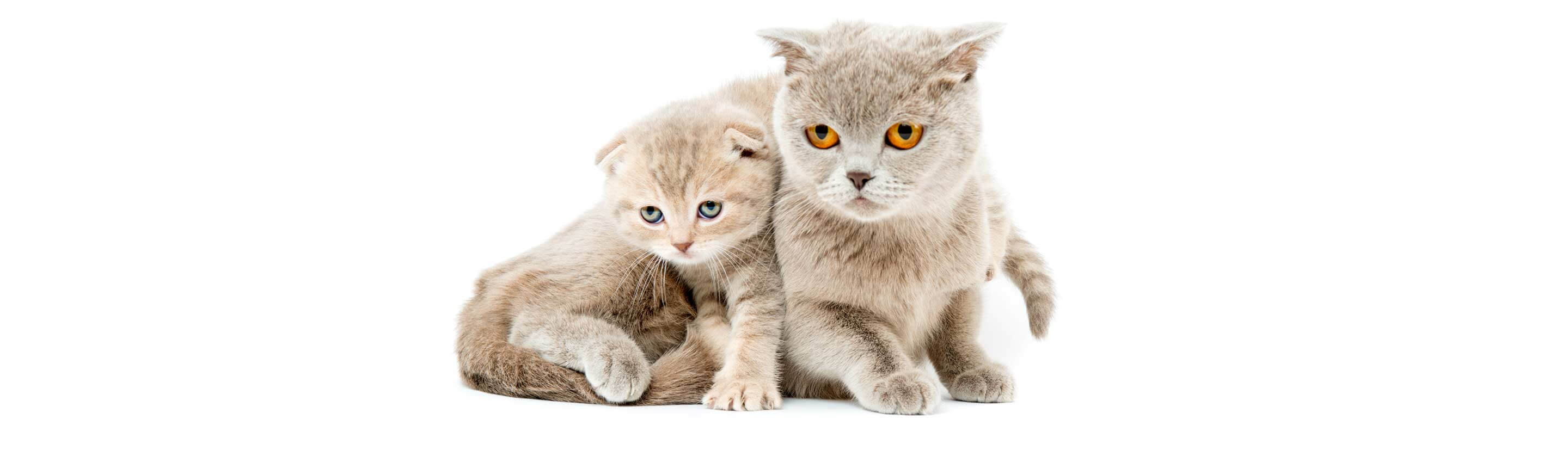 Cat & Kitten