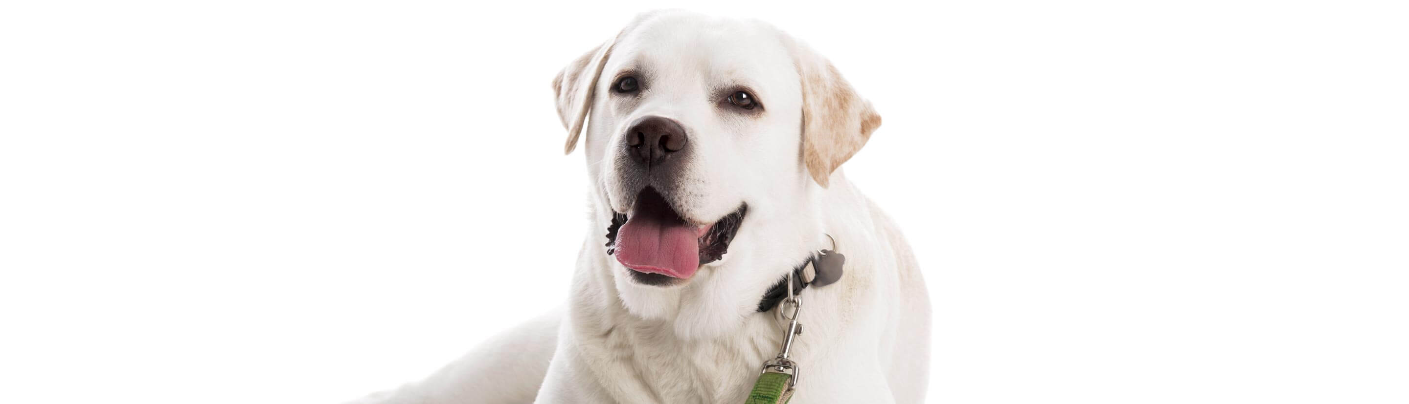 White Labrador