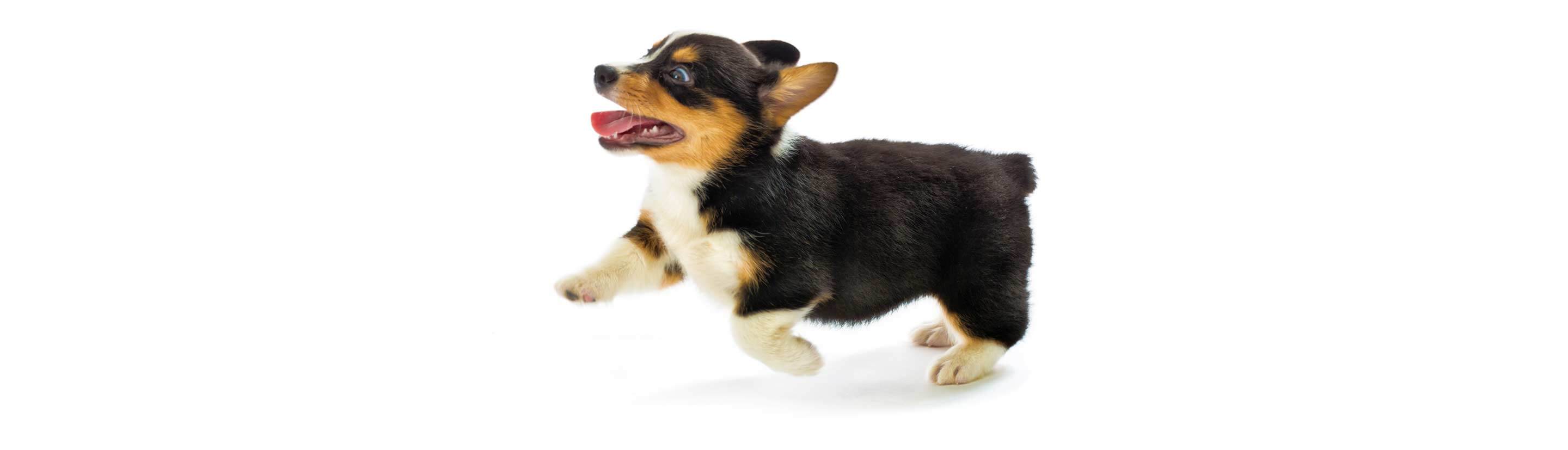 Cute Corgi Puppy