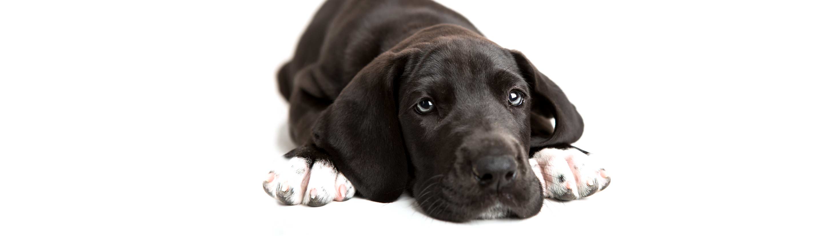 Great Dane Pup