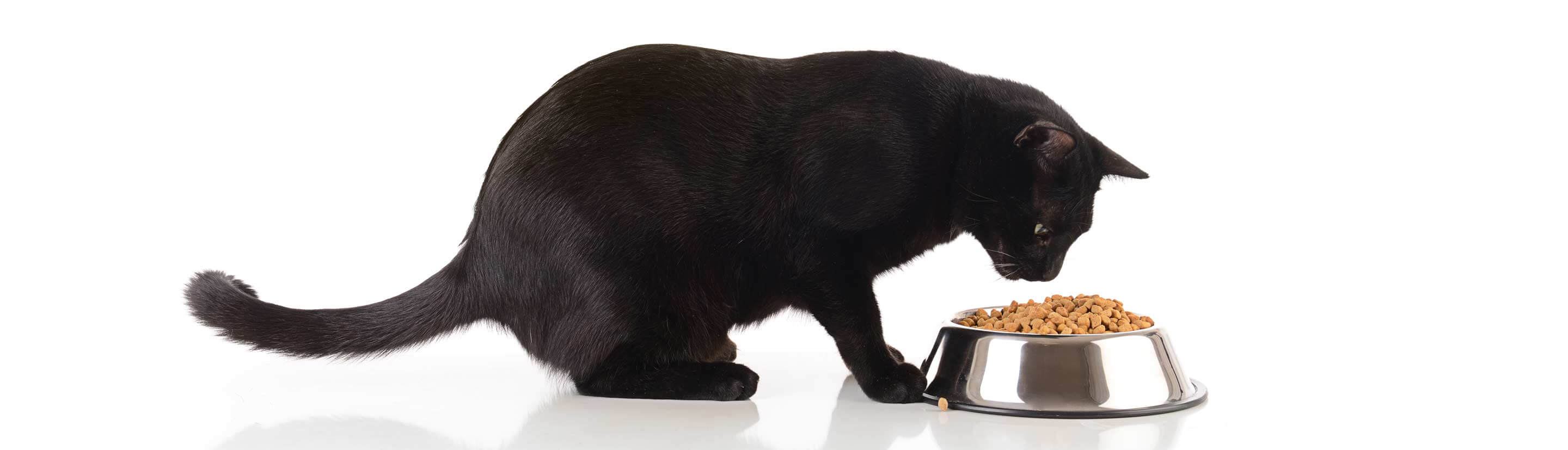 Black Cat Eating