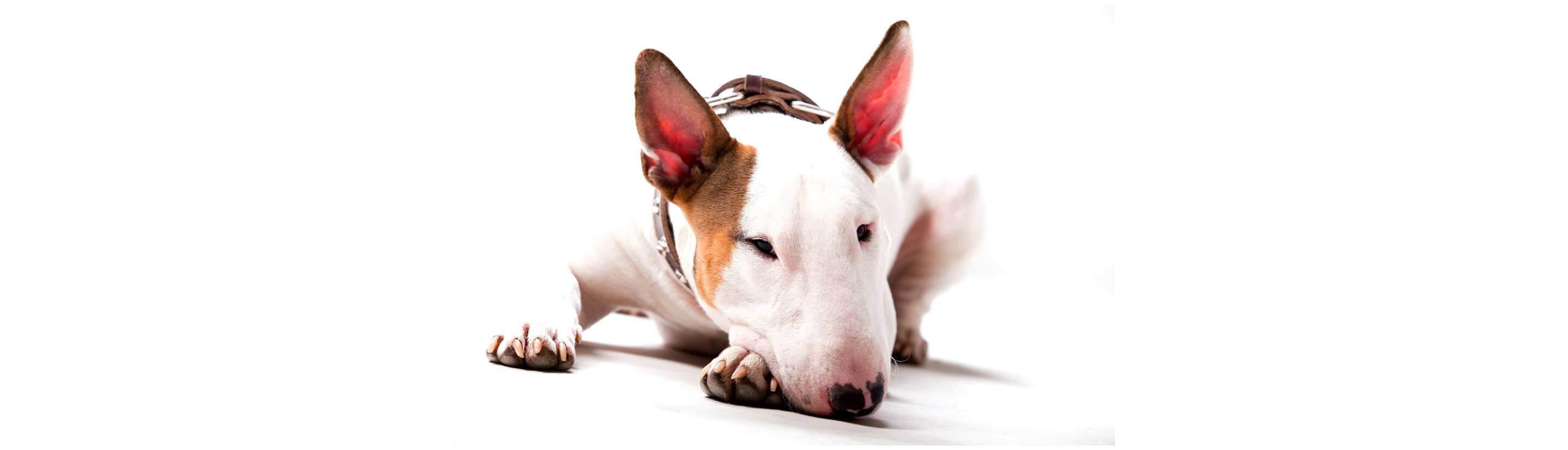 A dog laying on white