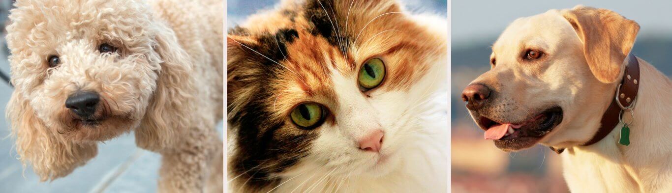 Dogs and Cats
