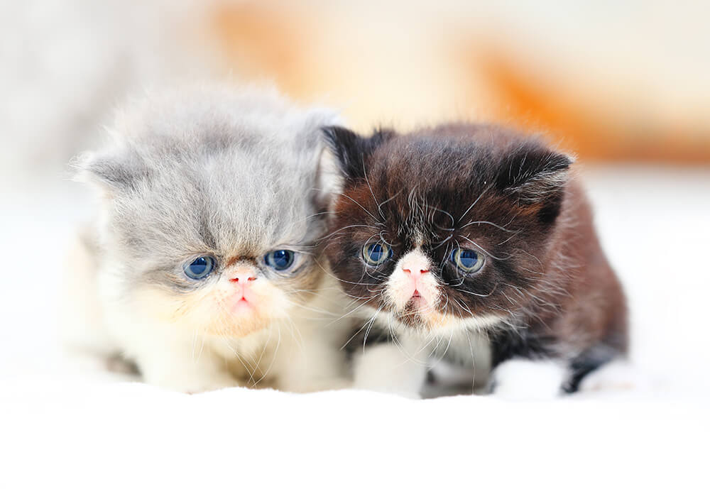Kittens