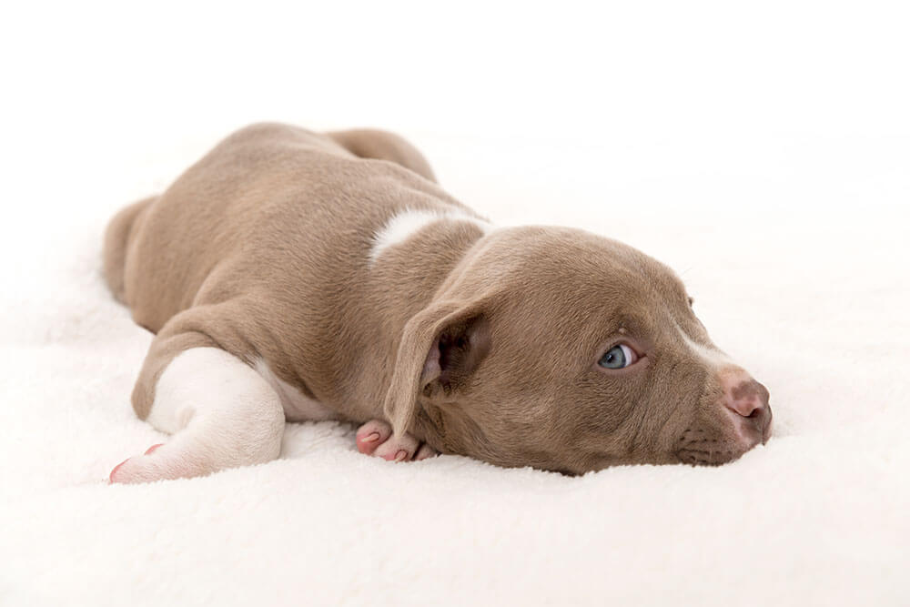Puppy